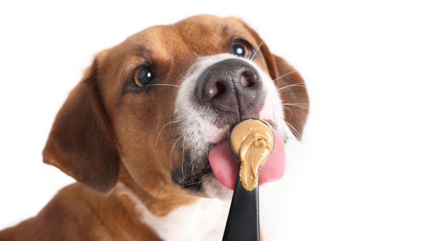 Dog eating peanut butter