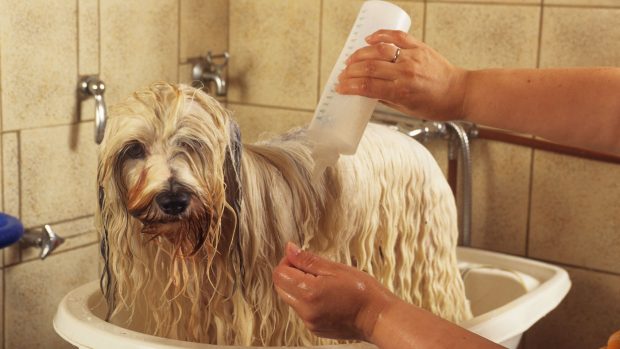 Washing Tibetan terrier: the best dog shampoo for sensitive skin