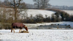 Horse wearing a rug eating hay in a snowy field