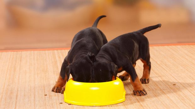 Doberman Pinscher puppies eating food