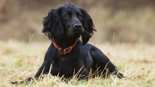 Black cocker spaniel dog being taught how to lay down