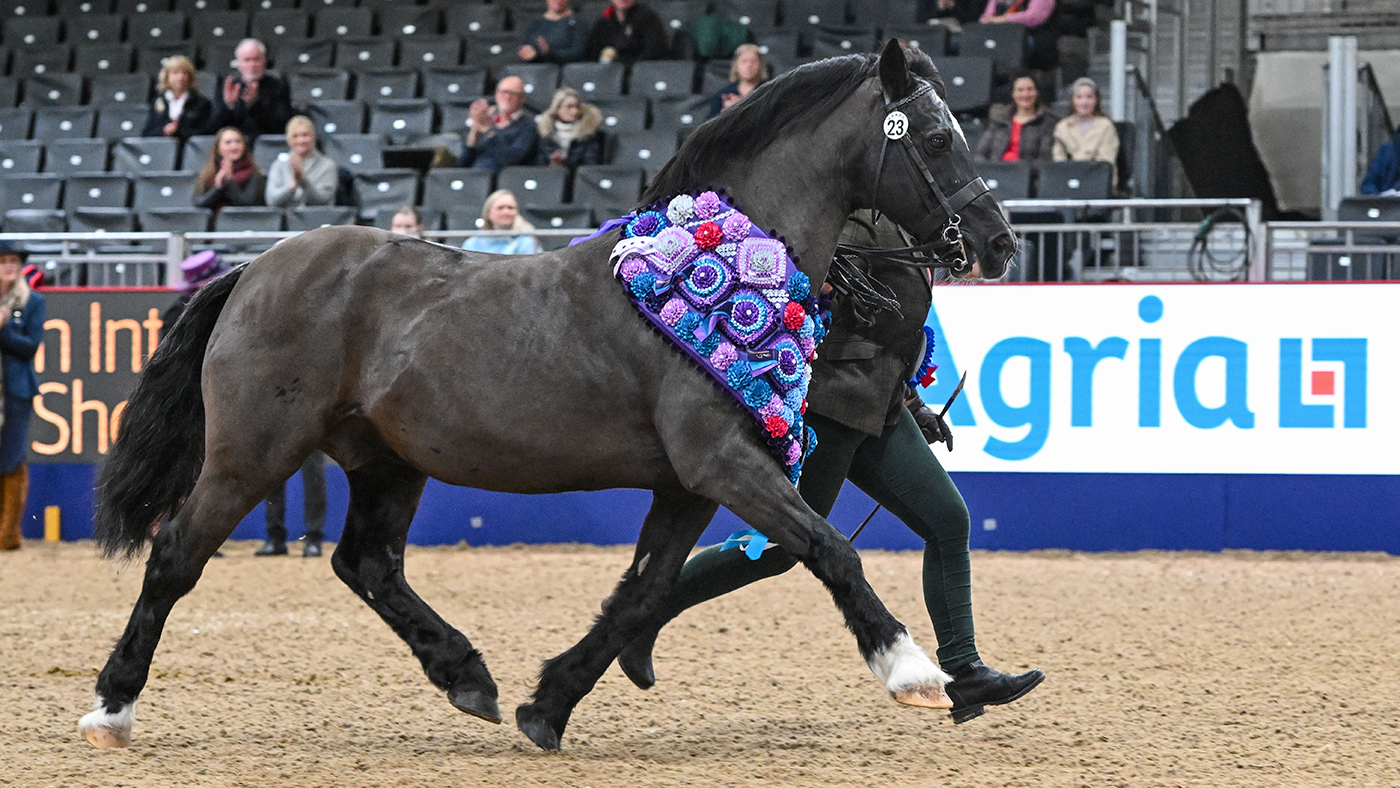 2023 SSADL in-hand perfect effects