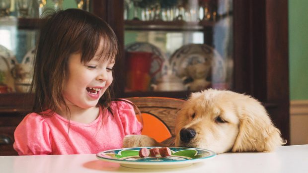 Dog begging for food off young girl’s plate at dinner table