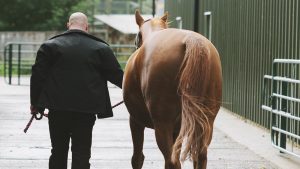 A chestnut horse being led away from the camera byba man wearing a black jacket.
