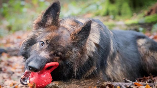 German shepherd dog with safe toy for aggressive chewers