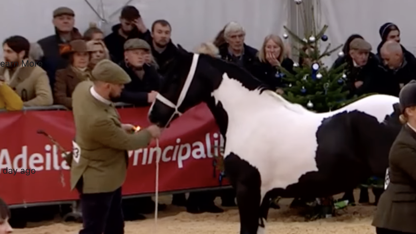 Government examine after lighter flicked at filly’s nostril in display line-up