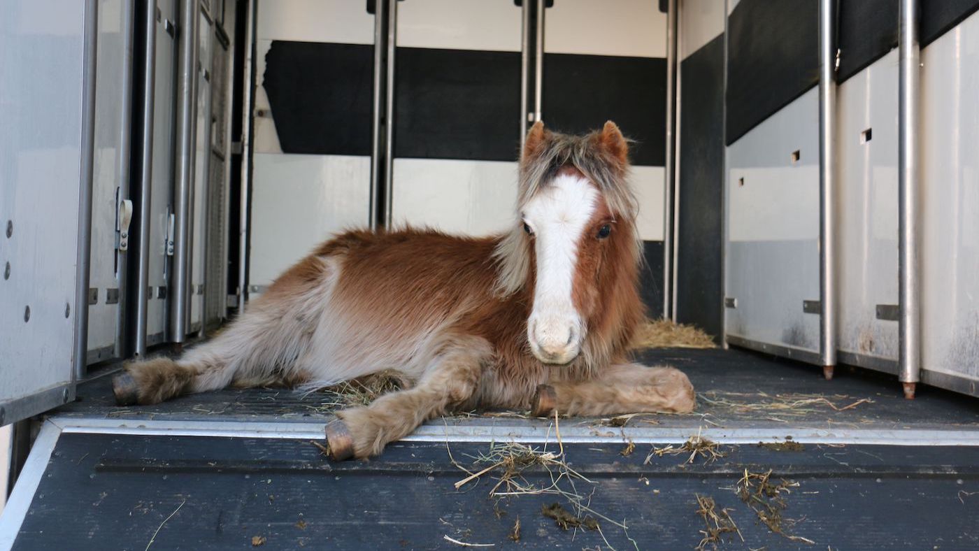 Foal discovered upside-down on rubble pile recovers to make stronger fellow rescued teen