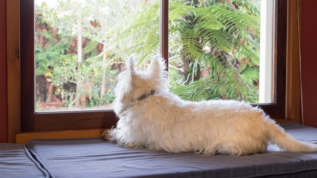 Dog with separation anxiety watching out a window for owner to return