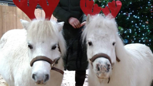 Riding for the Disabled Association Christmas campaign