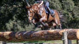 Eventing governing bodies are allowing dark breeches to be worn in all phases.