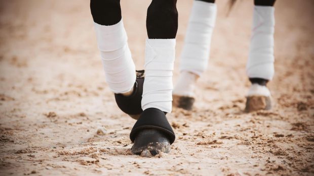 bandages ban dutch federation