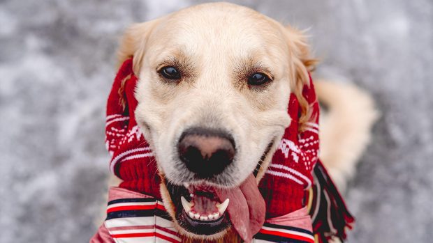 Dog wrapped up in a scarf for walking in cold weather