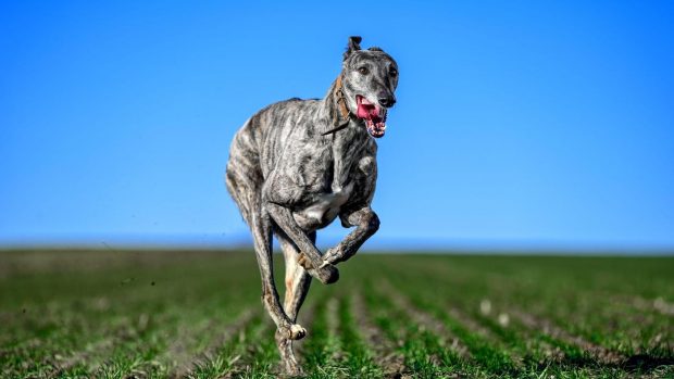 Brindle greyhound running