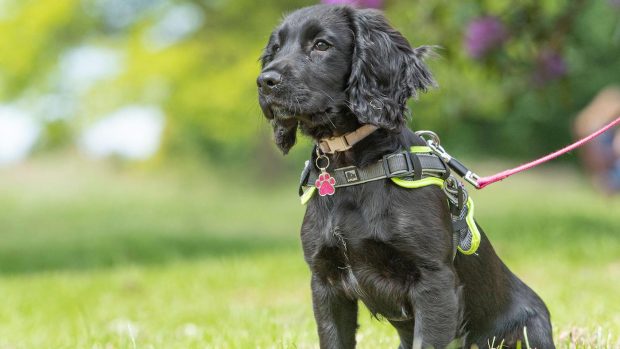 UK dog laws: a cocker spaniel puppy with harness lead and tag