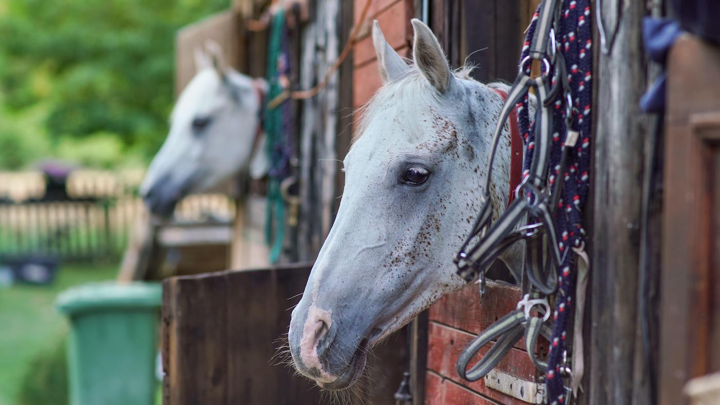 ‘You’ll be able to’t pay expenses with love’: the industry of maintaining horses will have to be made viable