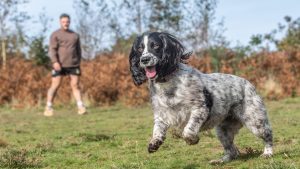 Owner recalling dog