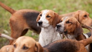 Harrier hounds