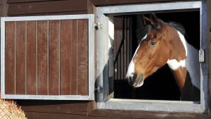 A skewbald horse looking out of his stable window