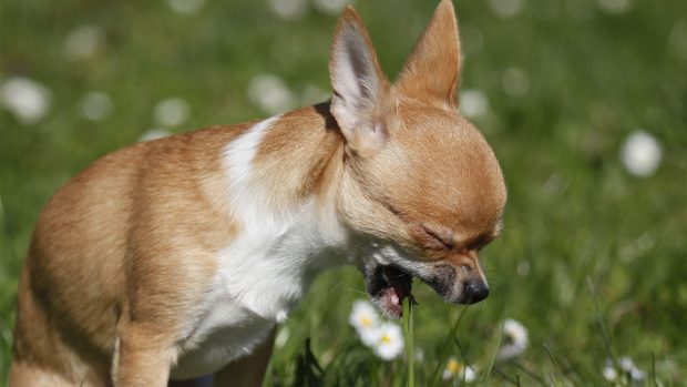 Chihuahua dog vomiting