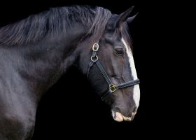 Police Horse Caesar’s retirement has come to an end