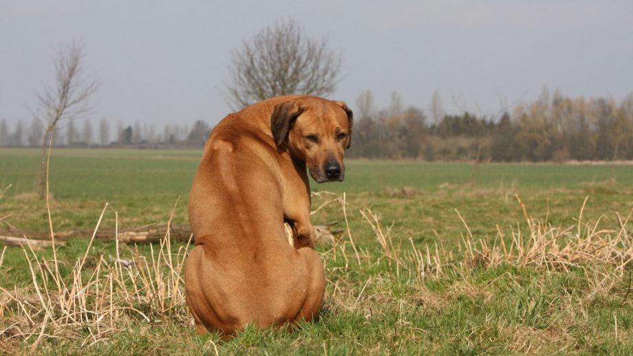 Rhodesian Ridgeback facts, history and characteristics | Horse & Hound