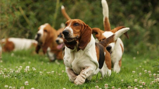 Basset hound running