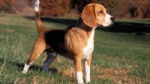 Beagle standing in a field
