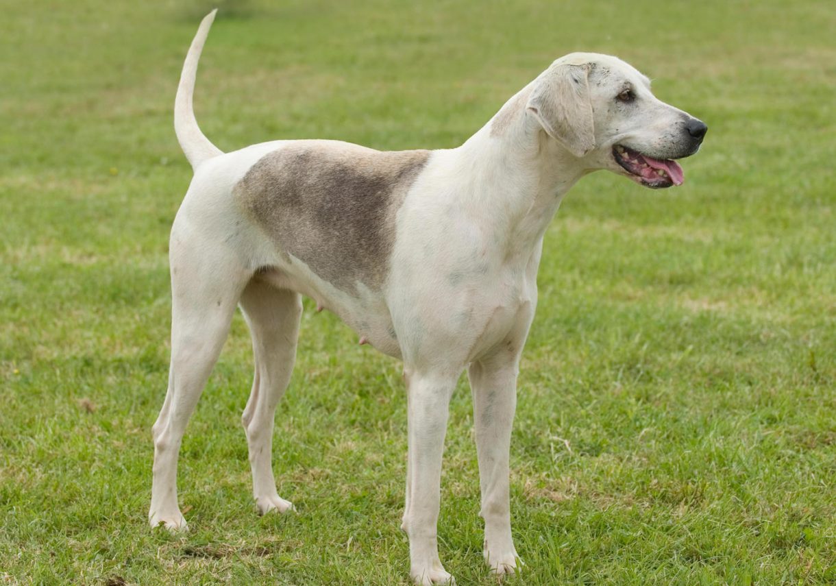 Harrier hound breed facts, history and characteristics Horse & Hound