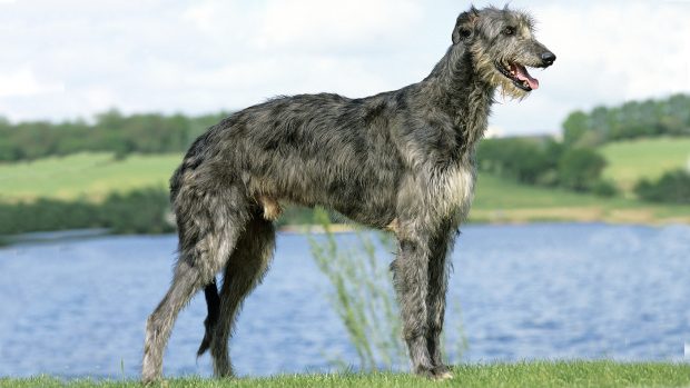 Deerhound profile portrait