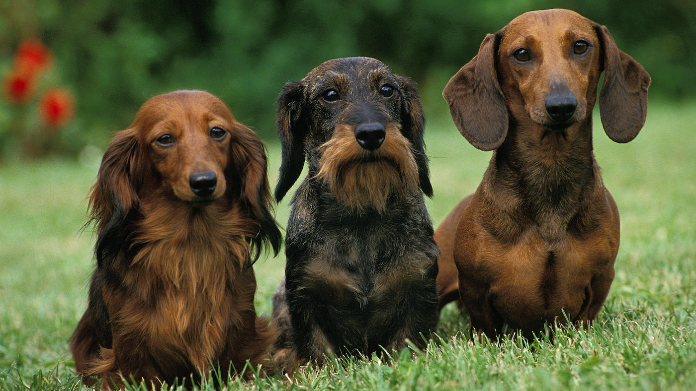 Dachshund Dog Breed Facts History And Considerations Horse Hound Dachshund Dog Breed Facts History And Considerations Horse Hound