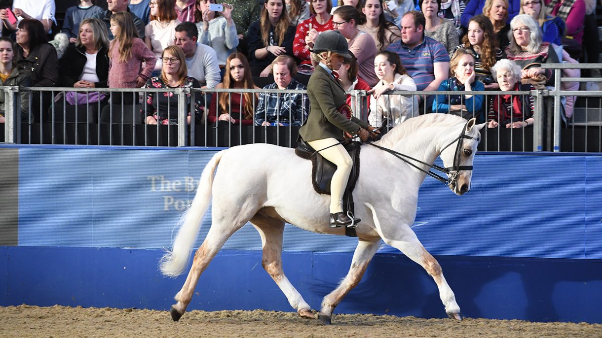 How to buy a Welsh section B pony Horse & Hound
