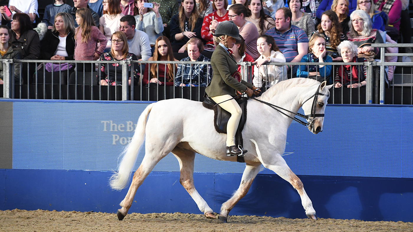 Learn how to purchase a Welsh part B pony