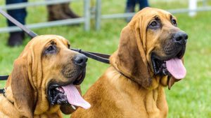 Two bloodhound dogs waiting at a show ring