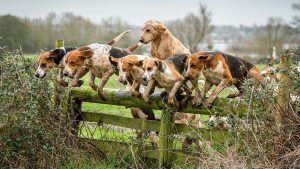 Foxhound pack jumping a fence