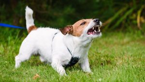 Jack Russell showing an example of reactivity in dogs on lead
