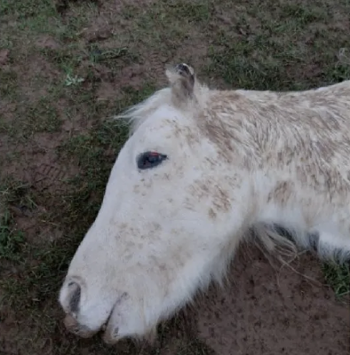 Caution to horse house owners after three-year-old’s mutilated frame present in his box *caution: scary symbol*