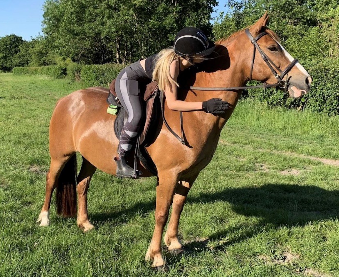 A couple of horse nonetheless dies on British roads each week