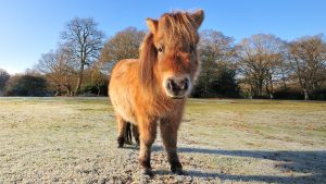 smallest horses in the world: miniature Shetland