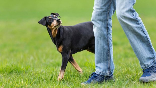 attentive dog out on walk looking at owner: things to consider before getting a dog