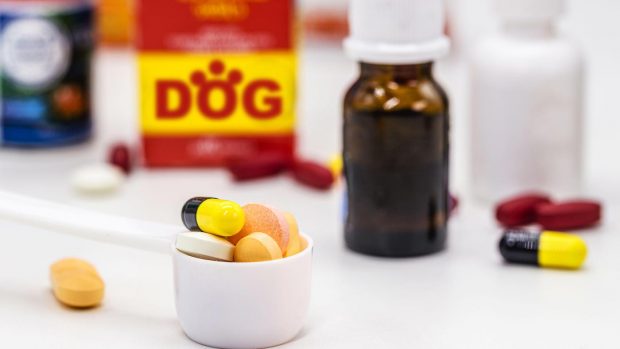 Best vitamins for dogs