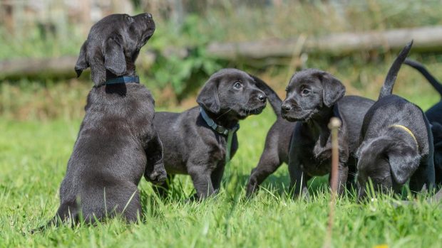 Litter of labrador retriever puppies: what to look for when buying a puppy