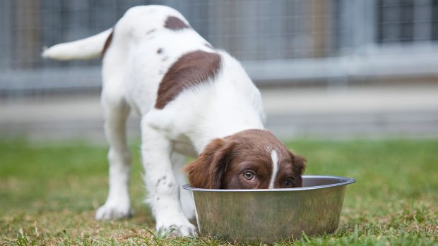 Puppy eating from a bowl