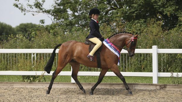 How to buy a mini show pony
