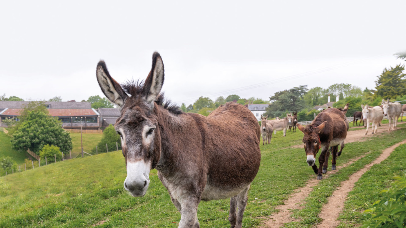 ‘Her passing leaves a large hollow in our hearts’: equine welfare charity’s tribute to adoption famous person