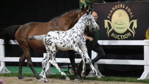 A spotted foal trots loose in front of his dam at Flanders Foal Auction.
