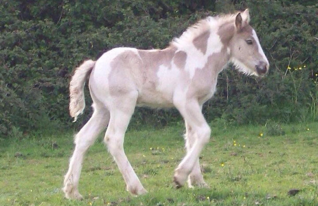 meet-the-cob-rescued-from-a-railway-line-at-three-weeks-old-now