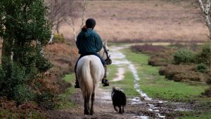 Riding horse with dog