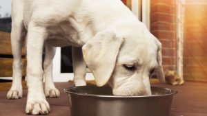 Puppy feeding out of a bowl