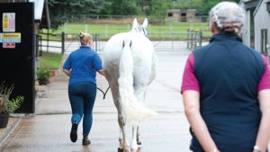 Pictured a vet assessing a horse during a pre-purchase examination.