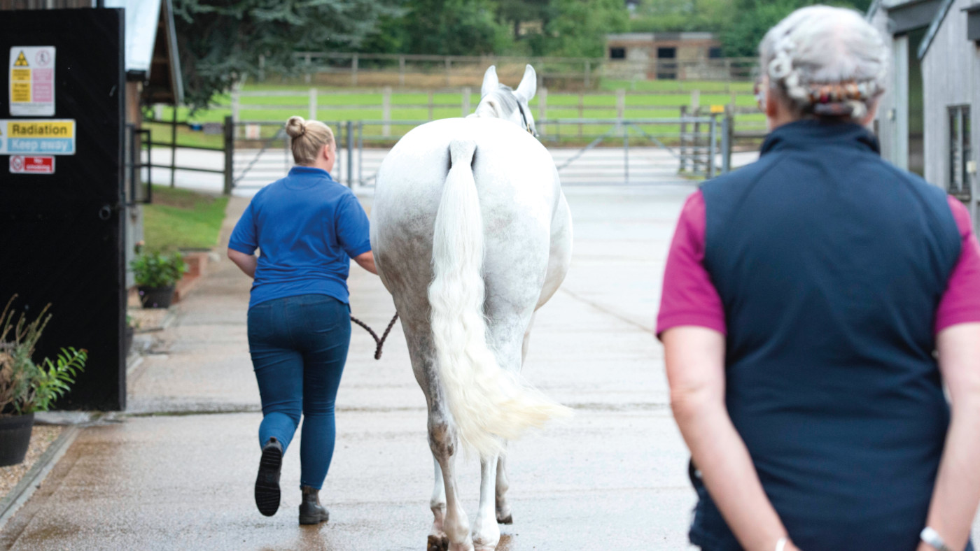 Pictured a vet assessing a horse during a pre-purchase examination.